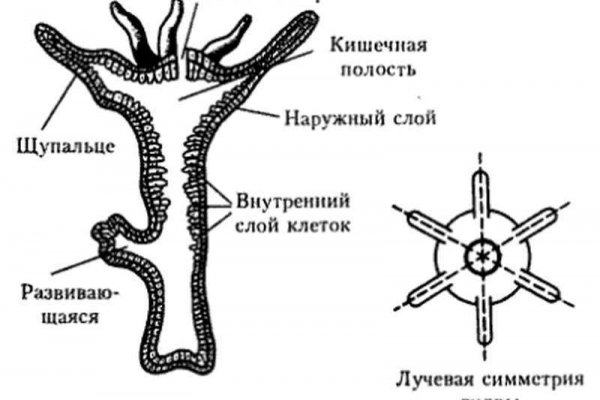 Кракен наркоман